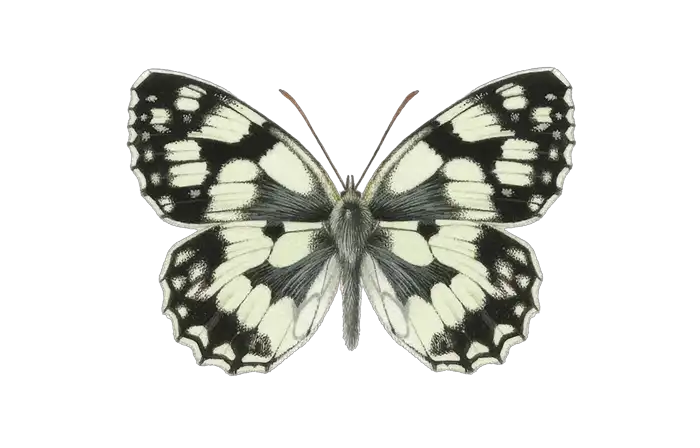 Marbled White - Britain's Favourite Butterfly