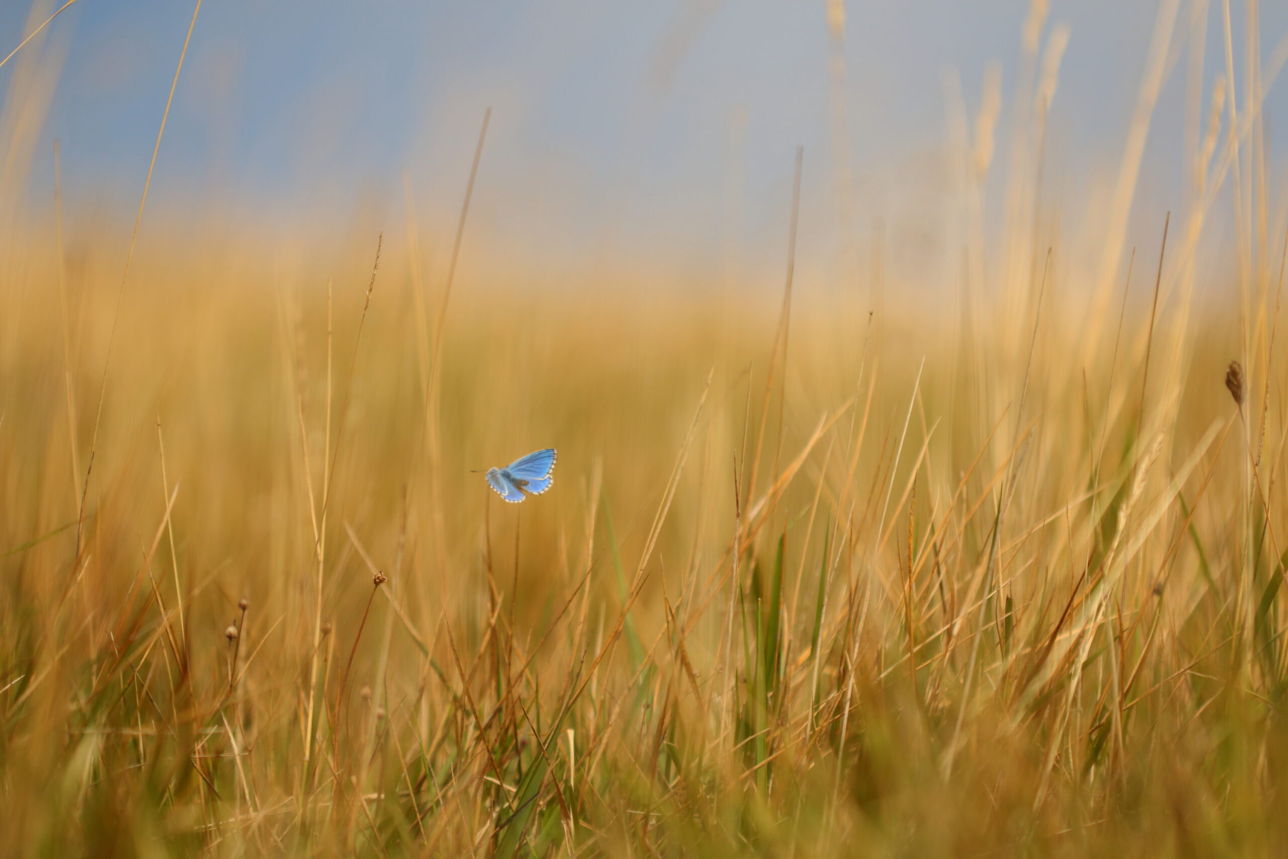 Adonis Blue (at Round Down) by Will Langdon