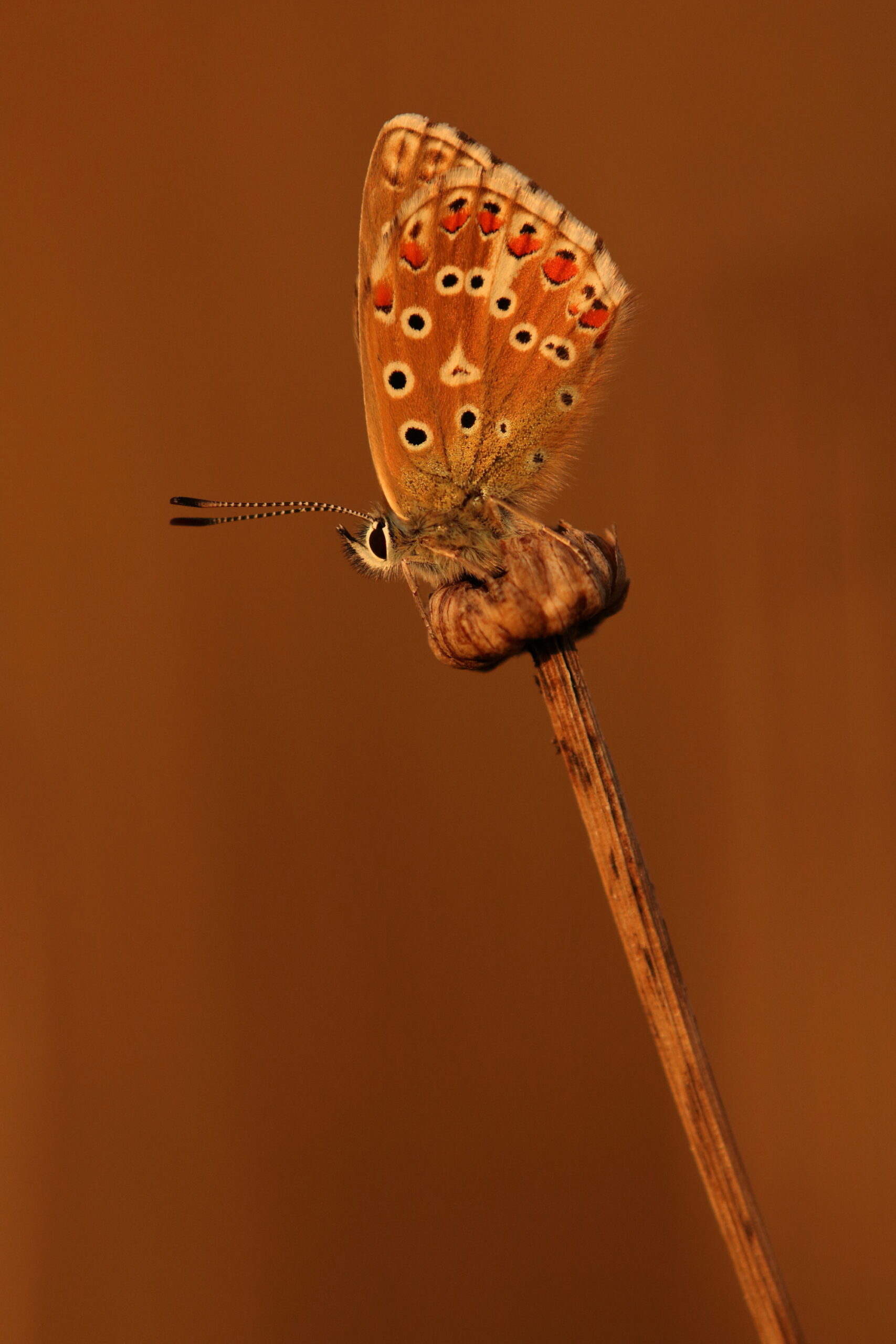Adonis Blue (at Weymouth Relief Road) by Will Langdon