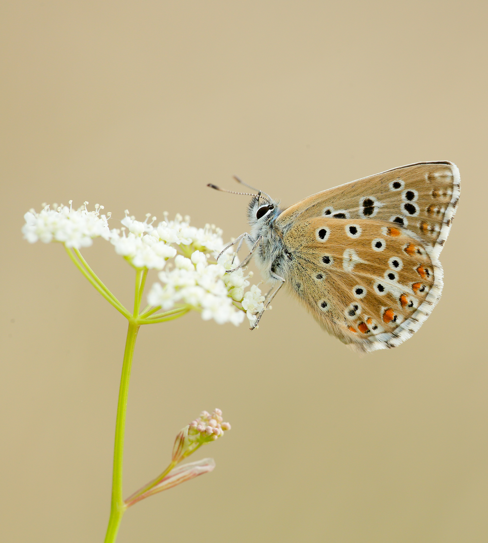 Adonis Blue by Lysandra bellargus