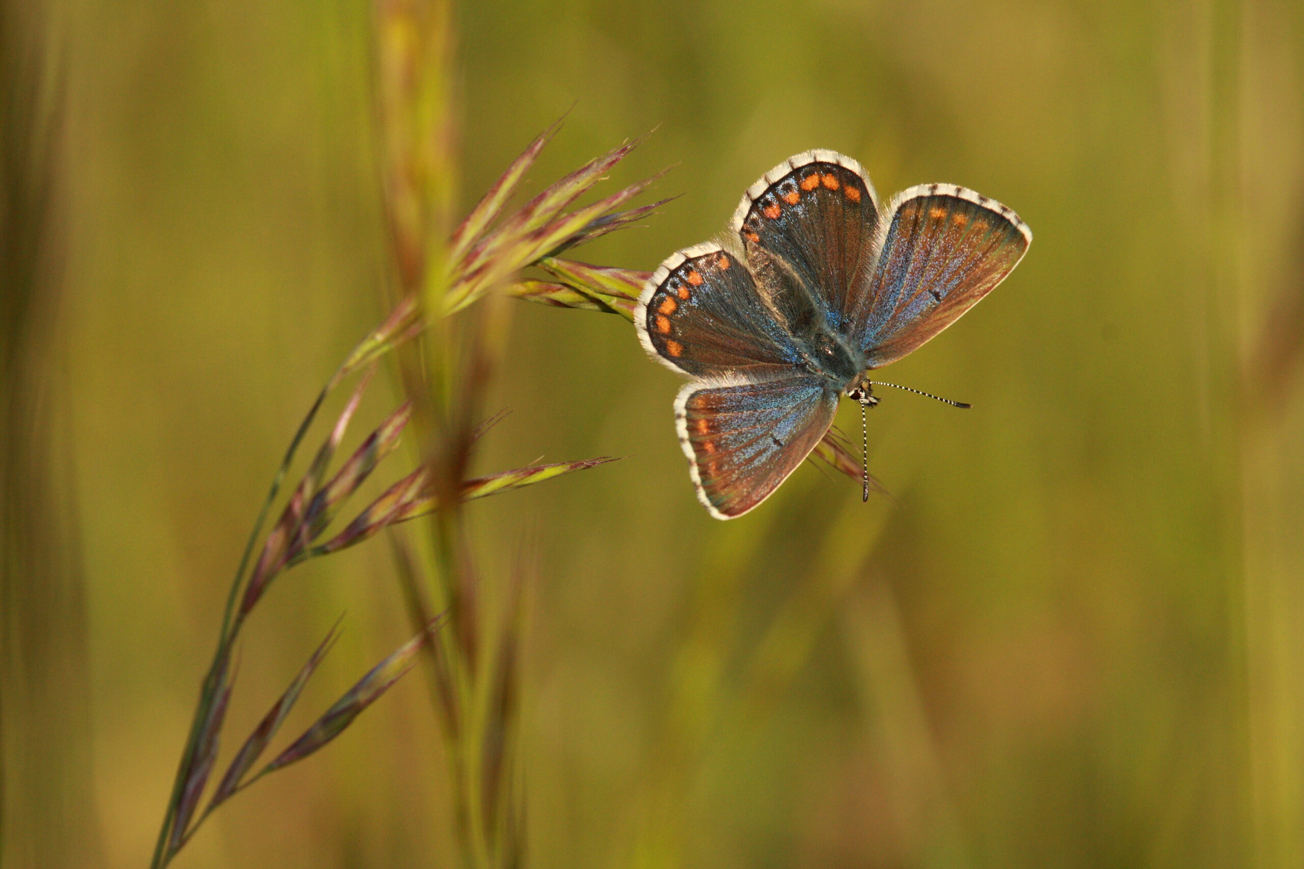 Adonis Blue by Will Langdon