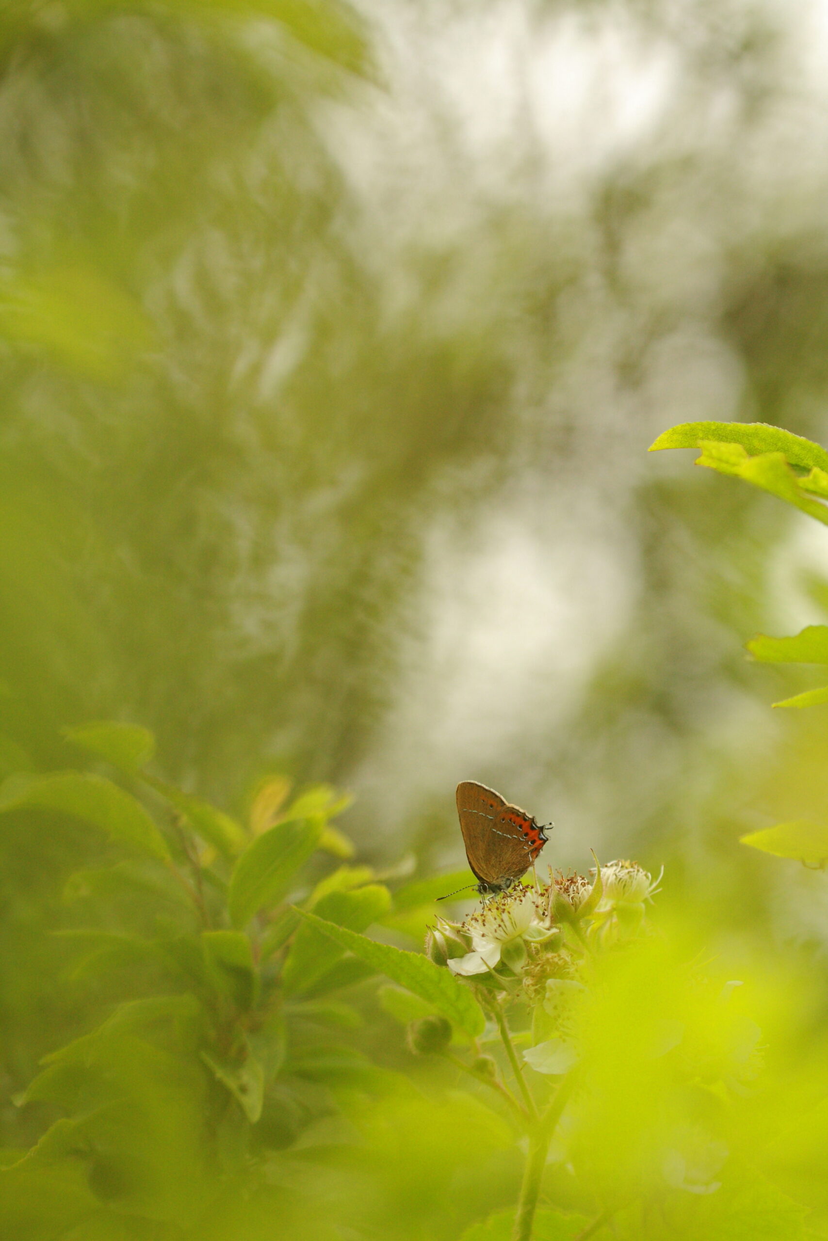 Black Hairstreak (at Bernwood Forest Meadows) by Will Langdon