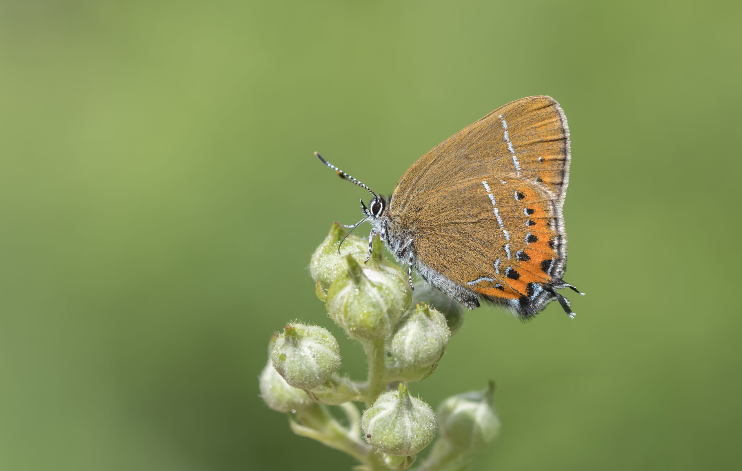 Black Hairstreak (female, East Sussex) by Bob Eade