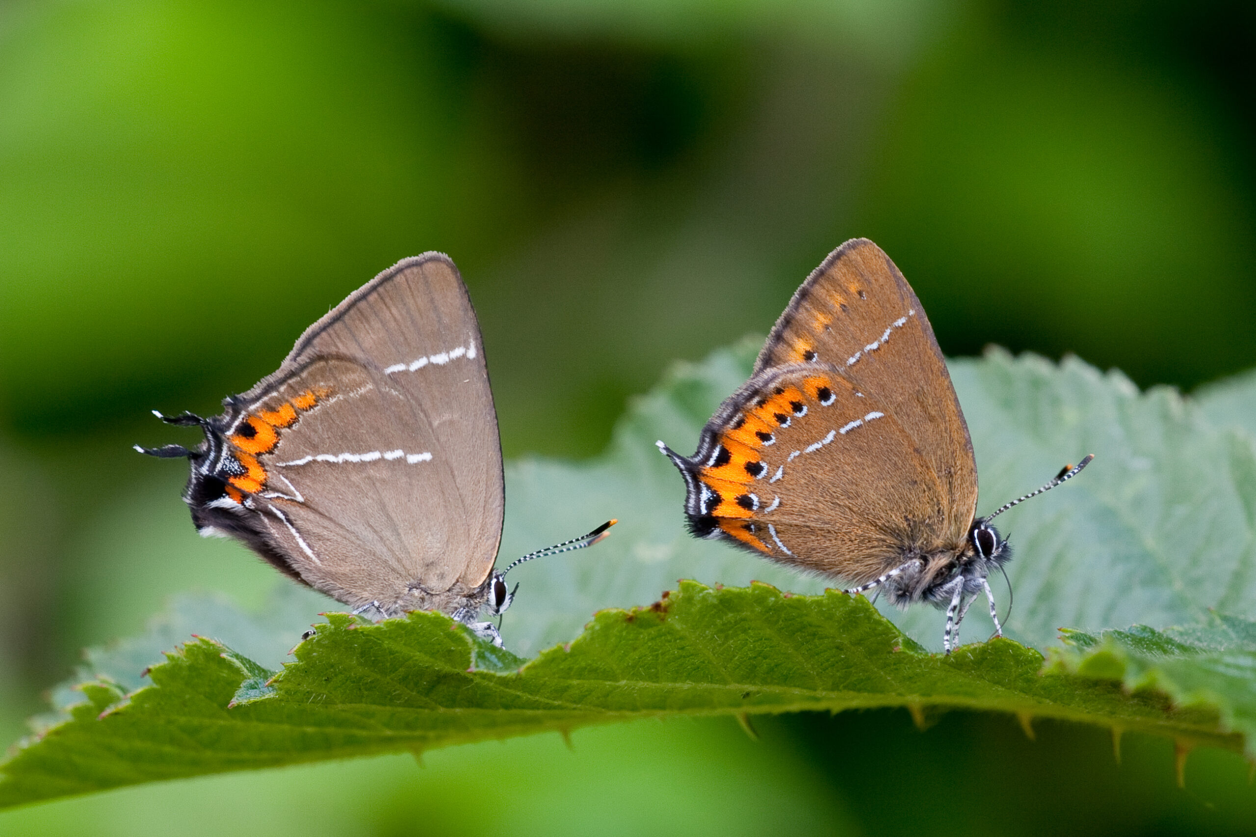 Black Hairstreak by Peter Eeles