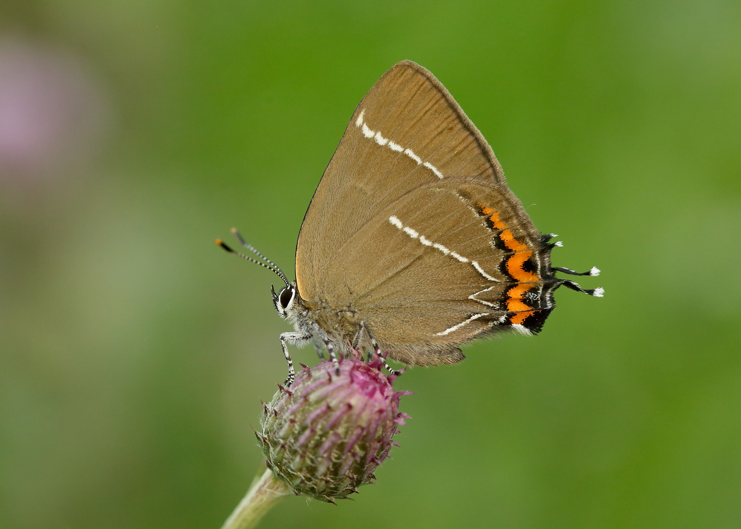 White-letter Hairstreak by Iain Leach