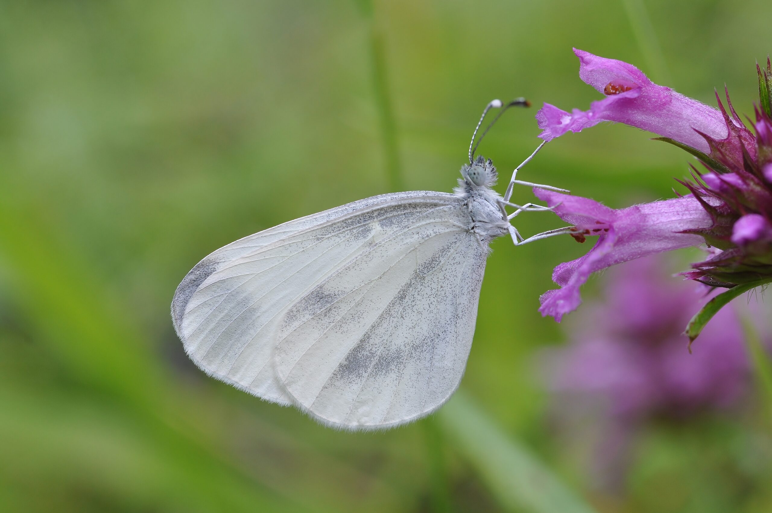 Wood White by Bob Eade